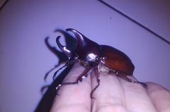 Xylotrupes gideon gideon