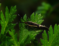 Esperia sulphurella