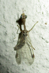 Mantispidae