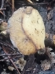 Tapinella panuoides
