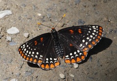 Euphydryas phaeton