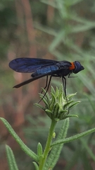Cyananthrax cyanopterus