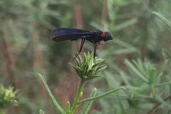 Cyananthrax cyanopterus
