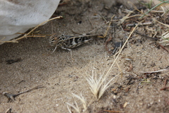 Oedaleus decorus