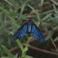 Cyananthrax cyanopterus