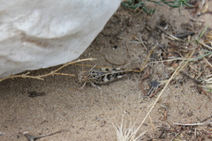 Oedaleus decorus