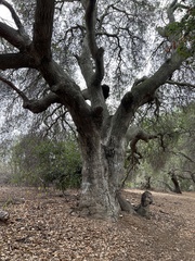 Quercus agrifolia