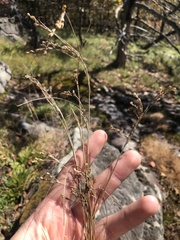 Juncus secundus