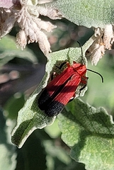 Lycus sanguineus