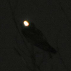 Antrostomus carolinensis