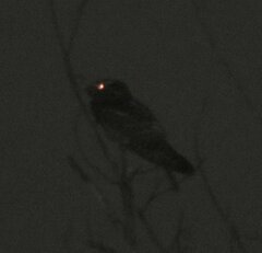 Antrostomus carolinensis