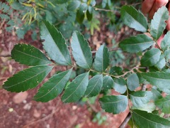 Diatenopteryx sorbifolia