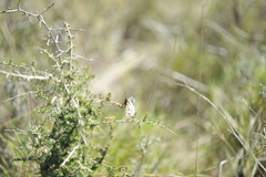 Zerynthia polyxena