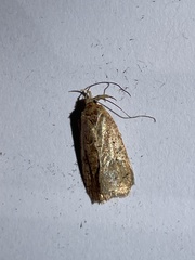 Agonopterix thelmae