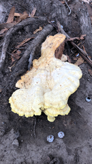 Laetiporus gilbertsonii