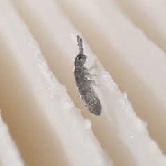 Isotomidae