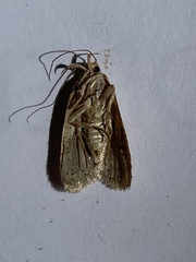 Agonopterix thelmae