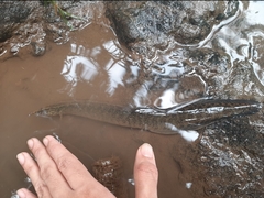 Macrognathus maculatus