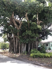 Ficus benghalensis