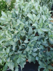Crassula arborescens undulatifolia