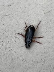 Pseudoophonus