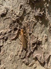Eccoptura xanthenes