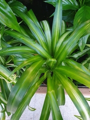Chlorophytum viridescens