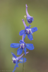 Delphinium carolinianum