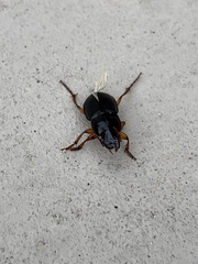 Pseudoophonus