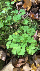 Oxalis stricta