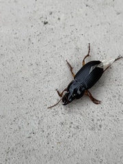 Pseudoophonus