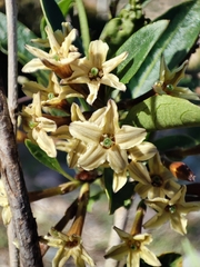 Cestrum