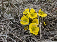 Ranunculus nivalis