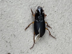 Pseudoophonus
