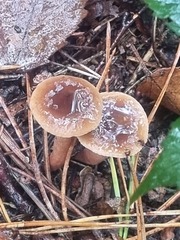 Lactarius tabidus
