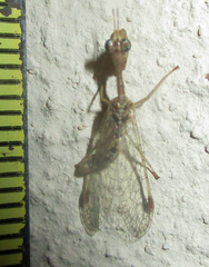 Mantispidae