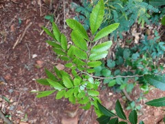 Diatenopteryx sorbifolia