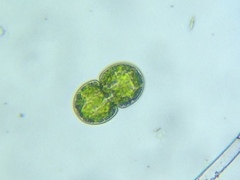 Cosmarium subcucumis