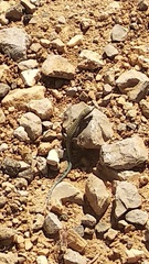 Phoenicolacerta kulzeri