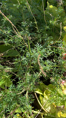 Geranium incanum