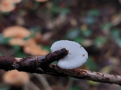 Crepidotus variabilis