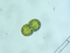 Cosmarium subcucumis