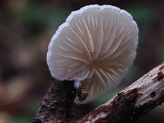 Crepidotus variabilis