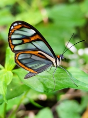 Ithomia agnosia pellucida