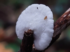 Crepidotus variabilis