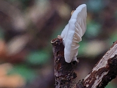 Crepidotus variabilis