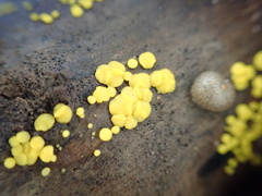 Calycina