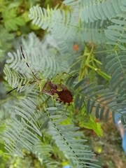 Prismatocerus prominulus