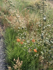 Sphaeralcea ambigua