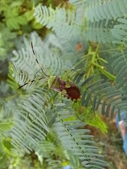 Prismatocerus prominulus